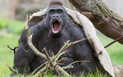 La estúpida pereza de morderse la lengua