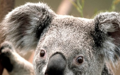 La oreja del adolescente