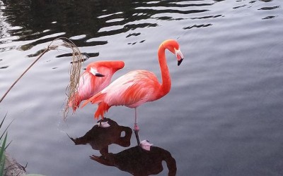 Generarte en Temaikén