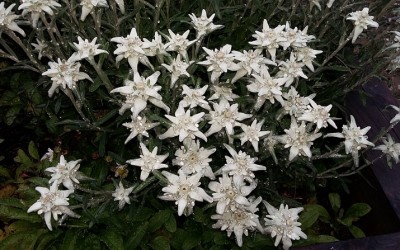 Buena gente con chispitas