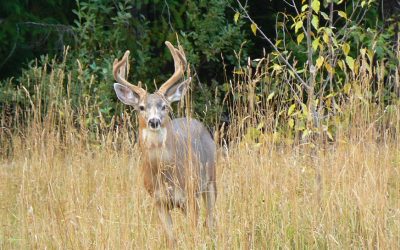 Una pasión se relaja con otra