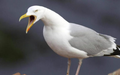 No todos los pájaros me gustan