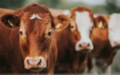 La maravillosa palabra “no”